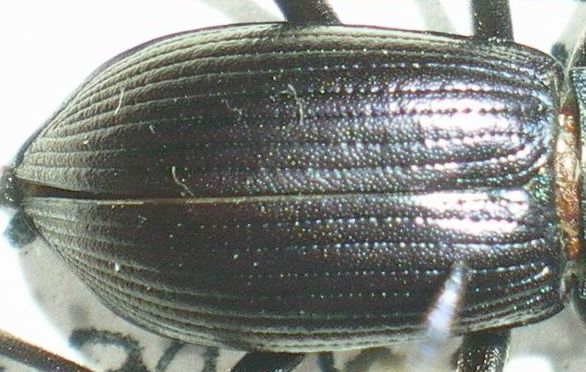 Come riconoscere gli Helops (Tenebrionidae)